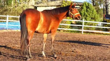 Çiftlik otlaklarında özgürce koşan atlar enerjiyi, zarafeti ve doğal güzelliği gösterirler. 4K ultra HD 'de ceketlerini ve çevresini aydınlatan yumuşak güneş ışığıyla çekilmiş..