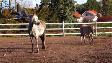 Çiftlik otlaklarında özgürce koşan atlar enerjiyi, zarafeti ve doğal güzelliği gösterirler. 4K ultra HD 'de ceketlerini ve çevresini aydınlatan yumuşak güneş ışığıyla çekilmiş..