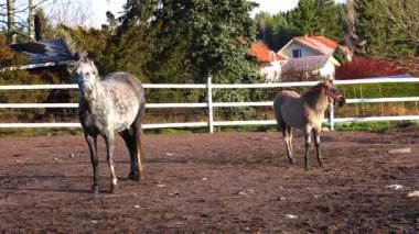 Çiftlik otlaklarında özgürce koşan atlar enerjiyi, zarafeti ve doğal güzelliği gösterirler. 4K ultra HD 'de ceketlerini ve çevresini aydınlatan yumuşak güneş ışığıyla çekilmiş..