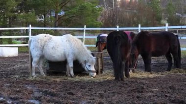 Çiftlik otlaklarında özgürce koşan atlar enerjiyi, zarafeti ve doğal güzelliği gösterirler. 4K ultra HD 'de ceketlerini ve çevresini aydınlatan yumuşak güneş ışığıyla çekilmiş..