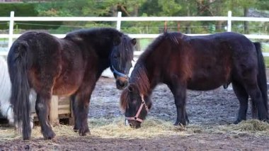 Çiftlik otlaklarında özgürce koşan atlar enerjiyi, zarafeti ve doğal güzelliği gösterirler. 4K ultra HD 'de ceketlerini ve çevresini aydınlatan yumuşak güneş ışığıyla çekilmiş..