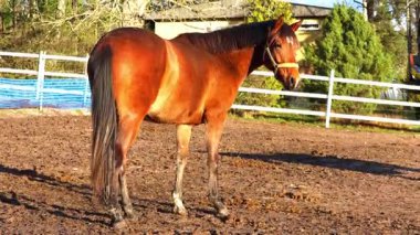 Atlar, yemyeşil otlakları ve ahşap çitleri olan güneşli bir çiftlikte huzur içinde otluyor. Zarif hareketleri ve doğal güzellikleri 4K ultra HD 'de yakalanarak sakin ve pastoral bir atmosfer yaratıyor.. 