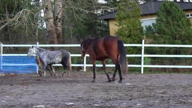 Atlar, yemyeşil otlakları ve ahşap çitleri olan güneşli bir çiftlikte huzur içinde otluyor. Zarif hareketleri ve doğal güzellikleri 4K ultra HD 'de yakalanarak sakin ve pastoral bir atmosfer yaratıyor.. 