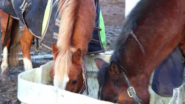 Atlar, yemyeşil otlakları ve ahşap çitleri olan güneşli bir çiftlikte huzur içinde otluyor. Zarif hareketleri ve doğal güzellikleri 4K ultra HD 'de yakalanarak sakin ve pastoral bir atmosfer yaratıyor.. 