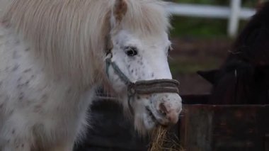 Yeşil otlaklar ve kırsal çitlerle çevrili güzel bir çiftlikte özgürce dolaşan zarif atlar. Doğal ışık paltolarını, hareketlerini ve dingin ortamlarını ön plana çıkarır. Doğa, çiftlik hayatı, binicilik ve manzara videoları için mükemmel..
