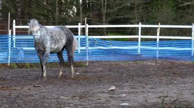 Yeşil otlaklar ve kırsal çitlerle çevrili güzel bir çiftlikte özgürce dolaşan zarif atlar. Doğal ışık paltolarını, hareketlerini ve dingin ortamlarını ön plana çıkarır. Doğa, çiftlik hayatı, binicilik ve manzara videoları için mükemmel..