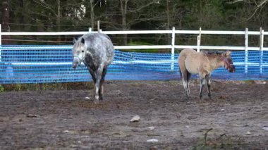 Yeşil otlaklar ve kırsal çitlerle çevrili güzel bir çiftlikte özgürce dolaşan zarif atlar. Doğal ışık paltolarını, hareketlerini ve dingin ortamlarını ön plana çıkarır. Doğa, çiftlik hayatı, binicilik ve manzara videoları için mükemmel..