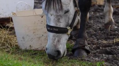 Çiftlikte otlayan ve yürüyen güzel atlar, doğal ışık altında yakalanırlar. Paltoların, yelelerin ve hareketlerin detaylı görüntüsü. 4K ultra HD ile çekilmiş, vahşi yaşam videoları, çiftlik hayatı, doğa içeriği, binicilik projeleri ve rahatlama görüntüleri için ideal..