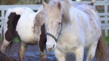 Çiftlikte otlayan ve yürüyen güzel atlar, doğal ışık altında yakalanırlar. Paltoların, yelelerin ve hareketlerin detaylı görüntüsü. 4K ultra HD ile çekilmiş, vahşi yaşam videoları, çiftlik hayatı, doğa içeriği, binicilik projeleri ve rahatlama görüntüleri için ideal..