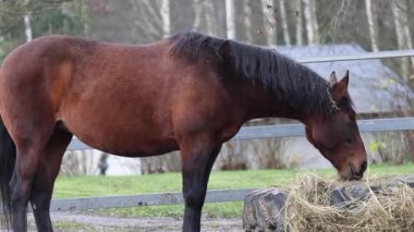 Çiftlikte otlayan ve yürüyen güzel atlar, doğal ışık altında yakalanırlar. Paltoların, yelelerin ve hareketlerin detaylı görüntüsü. 4K ultra HD ile çekilmiş, vahşi yaşam videoları, çiftlik hayatı, doğa içeriği, binicilik projeleri ve rahatlama görüntüleri için ideal..