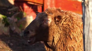 Şirin ve ilginç koyunlar otluyor ve güneşli bir çiftlikte yürüyor. Doğal ışıklandırmayla 4K ultra HD 'de yakalanmış. Detaylı yün dokularını, neşeli hareketlerini ve huzurlu tarım ortamını gösteriyor.. 