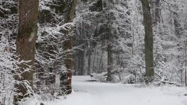 Yoğun bir ormana düşen taze kar, ağaçları, zemini ve beyaz bir battaniyeyle dalları kaplayan güzel bir video. 4K ultra HD ile yakalanan yumuşak doğal ışık, sakin kış manzarası, barışçıl atmosfer vurgulanıyor