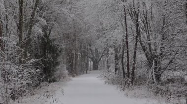 Yoğun bir ormana düşen taze kar, ağaçları, zemini ve beyaz bir battaniyeyle dalları kaplayan güzel bir video. 4K ultra HD ile yakalanan yumuşak doğal ışık, sakin kış manzarası, barışçıl atmosfer vurgulanıyor