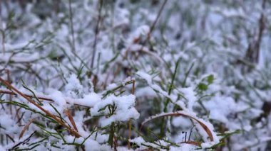 Ağaç dallarında dinlenen karların detaylı kar ve ağaç kabuğu dokularını gösteren yakın çekim videosu. Doğal yumuşak ışık ile 4K ultra HD ile yakalanan, hassas kar katmanları, kış dokuları ve sakin orman atmosferi vurgulanıyor. 