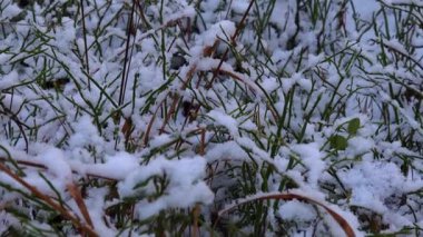 Ağaç dallarında dinlenen karların detaylı kar ve ağaç kabuğu dokularını gösteren yakın çekim videosu. Doğal yumuşak ışık ile 4K ultra HD ile yakalanan, hassas kar katmanları, kış dokuları ve sakin orman atmosferi vurgulanıyor. 