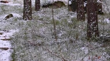 Yoğun bir ormana düşen taze kar, ağaçları, zemini ve beyaz bir battaniyeyle dalları kaplayan güzel bir video. 4K ultra HD ile yakalanan yumuşak doğal ışık, sakin kış manzarası, barışçıl atmosfer vurgulanıyor