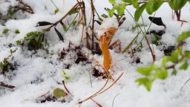 Parlak chanterelle mantarlarının yakın çekim videosu kısmen ormandaki taze karla kaplı. Doğal ışıklandırmayla 4K ultra HD ile çekilen, detaylı dokuları, canlı renk kontrastını ve sakin kış ormanı ortamını gösteren.
