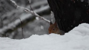 Karlı bir ormanda, bir sincabın yakın çekimi. Narin kar taneleri düşerken fındıkları kemiriyor. Doğal ışıklandırmayla 4K ultra HD ile çekilen, detaylı kürk, küçük pençeler ve sıcak kış atmosferi. Vahşi yaşam videoları için ideal