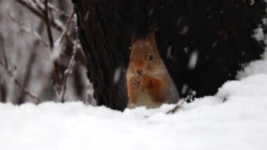 Karlı bir ormanda, bir sincabın yakın çekimi. Narin kar taneleri düşerken fındıkları kemiriyor. Doğal ışıklandırmayla 4K ultra HD ile çekilen, detaylı kürk, küçük pençeler ve sıcak kış atmosferi. Vahşi yaşam videoları için ideal
