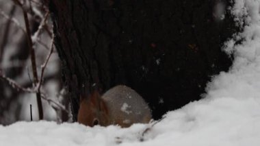Karlı bir ormanda, bir sincabın yakın çekimi. Narin kar taneleri düşerken fındıkları kemiriyor. Doğal ışıklandırmayla 4K ultra HD ile çekilen, detaylı kürk, küçük pençeler ve sıcak kış atmosferi. Vahşi yaşam videoları için ideal