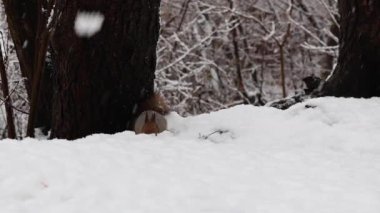 Kışın, karda oturup fındık yiyen bir sincabı yakından çekerken kar nazikçe yağar. 4K ultra HD ile yakalanan yumuşak doğal ışık, detaylı kürk, küçük pençeler, kar taneleri ve sakin kış ormanı ortamı göstermektedir. 