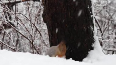 Kışın, karda oturup fındık yiyen bir sincabı yakından çekerken kar nazikçe yağar. 4K ultra HD ile yakalanan yumuşak doğal ışık, detaylı kürk, küçük pençeler, kar taneleri ve sakin kış ormanı ortamı göstermektedir. 
