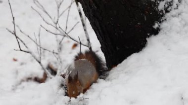 Kışın, karda oturup fındık yiyen bir sincabı yakından çekerken kar nazikçe yağar. 4K ultra HD ile yakalanan yumuşak doğal ışık, detaylı kürk, küçük pençeler, kar taneleri ve sakin kış ormanı ortamı göstermektedir. 