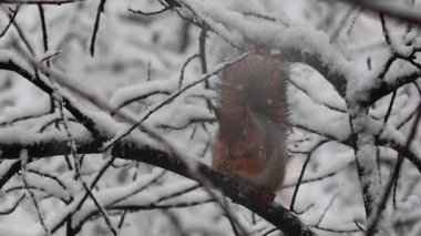 Karda oturup fındık yiyen bir sincabın yakından çekilmiş videosu. 4K ultra HD ile yakalanan yumuşak doğal ışık, detaylı kürk, küçük pençeler ve sakin kış ormanı ortamı göstermektedir. 