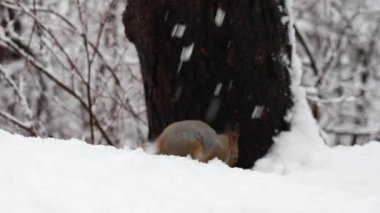 Karda oturup fındık yiyen bir sincabın yakından çekilmiş videosu. 4K ultra HD ile yakalanan yumuşak doğal ışık, detaylı kürk, küçük pençeler ve sakin kış ormanı ortamı göstermektedir. 