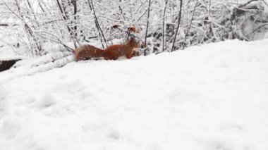 Karda oturup fındık yiyen bir sincabın yakından çekilmiş videosu. 4K ultra HD ile yakalanan yumuşak doğal ışık, detaylı kürk, küçük pençeler ve sakin kış ormanı ortamı göstermektedir. 