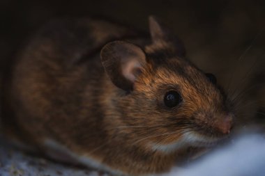 Doğal ortamdaki bir orman faresi ya da tarla faresinin fotoğrafı. Görüntü otlar ve orman elementleri arasında küçük vahşi bir kemirgen yakalıyor, vahşi yaşam detaylarını ve doğal çevreyi vurguluyor..