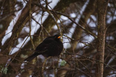 Sıradan bir karatavuğun doğal ortamdaki fotoğrafı. Görüntü, kuşun zarif şeklini ve sakinliğini yakalıyor. Vahşi yaşam fotoğrafçılığı, doğa makaleleri ve kuşlarla ilgili içerikler için mükemmel..