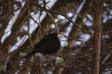 Sıradan bir karatavuğun doğal ortamdaki fotoğrafı. Görüntü, kuşun zarif şeklini ve sakinliğini yakalıyor. Vahşi yaşam fotoğrafçılığı, doğa makaleleri ve kuşlarla ilgili içerikler için mükemmel..