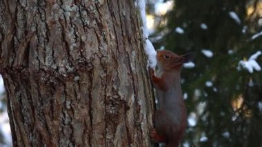 Kışın karlı bir ortamda hareket eden ya da oturan bir sincabın 4K videosu. Sincaplar beyaz karla çelişiyor, sakin ve büyüleyici bir vahşi yaşam sahnesi yaratıyorlar..