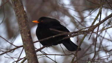 Yaygın bir karatavuğun (Turdus merula) doğal ortamında 4K videosu. Kuş, tüneyerek, çevreyi gözlemleyerek ya da doğada sakince hareket ederek görülür..