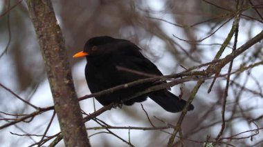 Yaygın bir karatavuğun (Turdus merula) doğal ortamında 4K videosu. Kuş, tüneyerek, çevreyi gözlemleyerek ya da doğada sakince hareket ederek görülür..