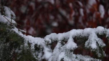 Atmosferik kış videosu kar yağarken ladin dalında uzanan ve arka planda bir şehir caddesi olan. Soğuk hava, mevsimsel değişim ve sakin kış havası gösteriyor. 4K video