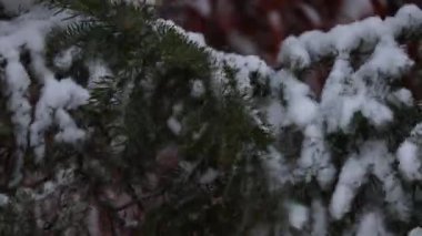 Atmosferik kış videosu kar yağarken ladin dalında uzanan ve arka planda bir şehir caddesi olan. Soğuk hava, mevsimsel değişim ve sakin kış havası gösteriyor. 4K video