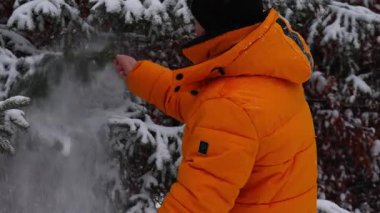 Adamın eli kar yağarken çam ağacından kar sallıyor. 4K video