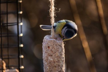 A great tit or Parus major feeds on food from a bird feeder.
