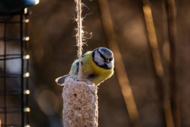 A great tit or Parus major feeds on food from a bird feeder.