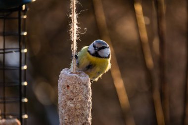 A great tit or Parus major feeds on food from a bird feeder.