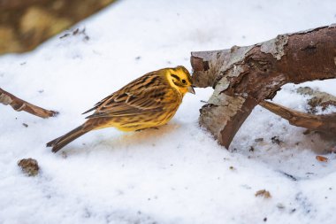 Sarı çekiçli hayvan karı zemini kaplamıştı.