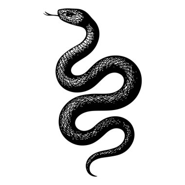 Titizlikle hazırlanmış bir yılan zarif bir S eğrisine dönüşür, pulları zengin çapraz kuluçka ve antik oymacılık detaylarıyla tanımlanır, klasik doğal tarih illüstrasyonunun güzelliğini ve yoğunluğunu çağrıştırır..