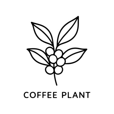 Zarif bir kahve dalı, pürüzsüz ve zarif yapraklarla çevrili olgun kiraz kümelerini sergiliyor. Bu tasarım doğal büyüme, denge ve kahve bitkisinin saf, organik formundaki güzelliğini vurgular..