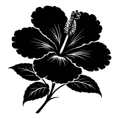 Siluet içindeki tek bir amber çiçeği çerçeveye hükmediyor. Merkezi bir erkeklik organından dışa doğru iki desenli yaprakla çevrili kırmızı bir kadife ile yayılan yapraklar. Zarafetin tropik bir simgesi..