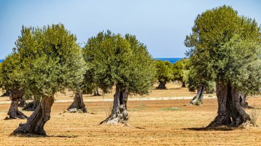 Olive trre in south italy in puglia