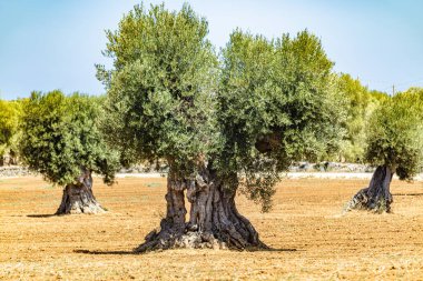 Olive trre in south italy in puglia