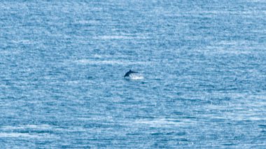 Yüzbaşı Frehel Kuzey Fransa 'da.