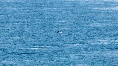 Yüzbaşı Frehel Kuzey Fransa 'da.